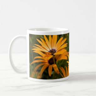 Daisy Tasse