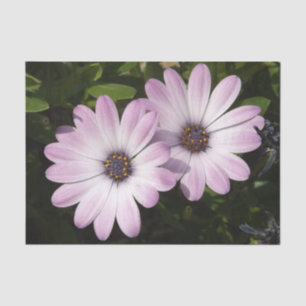 Daisy Tissue Paper Seidenpapier