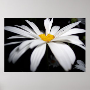 Daisy Umbrella Poster