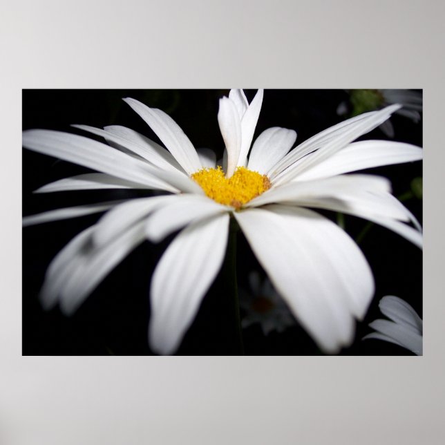 Daisy Umbrella Poster (Vorne)