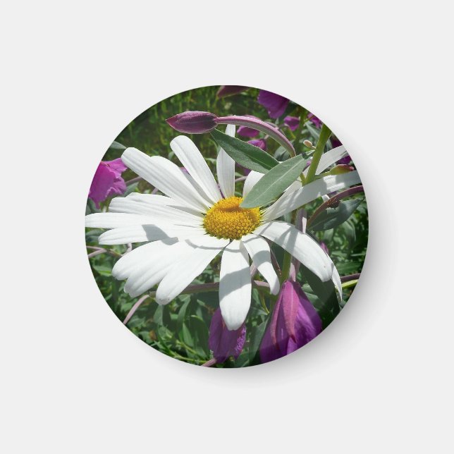 Daisy und Fireweed-Wildblume Magnet (Vorne)