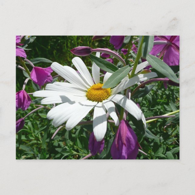 Daisy und Fireweed-Wildblume Postkarte (Vorderseite)