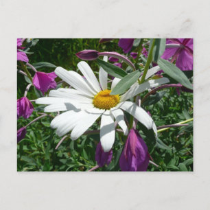 Daisy und Fireweed-Wildblume Postkarte