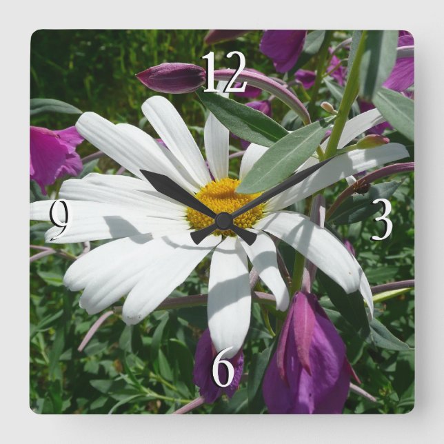 Daisy und Fireweed-Wildblume Quadratische Wanduhr (Vorderseite)