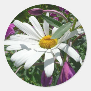 Daisy und Fireweed-Wildblume Runder Aufkleber