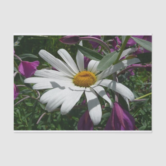 Daisy und Fireweed-Wildblume Seidenpapier (Vorderseite)