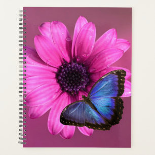 Daisy und Morpho Planer