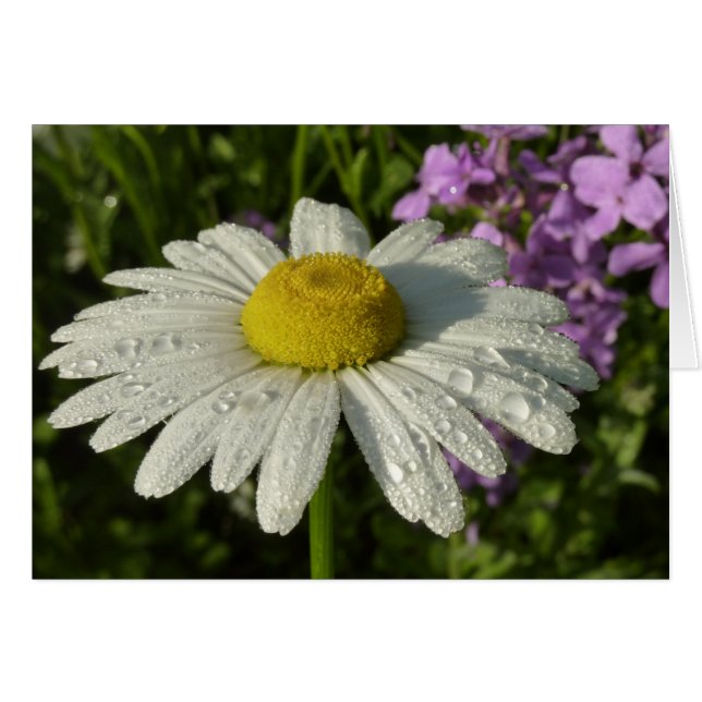Daisy und Summer Lilac Wildblume (Vorderseite (Horizontal))