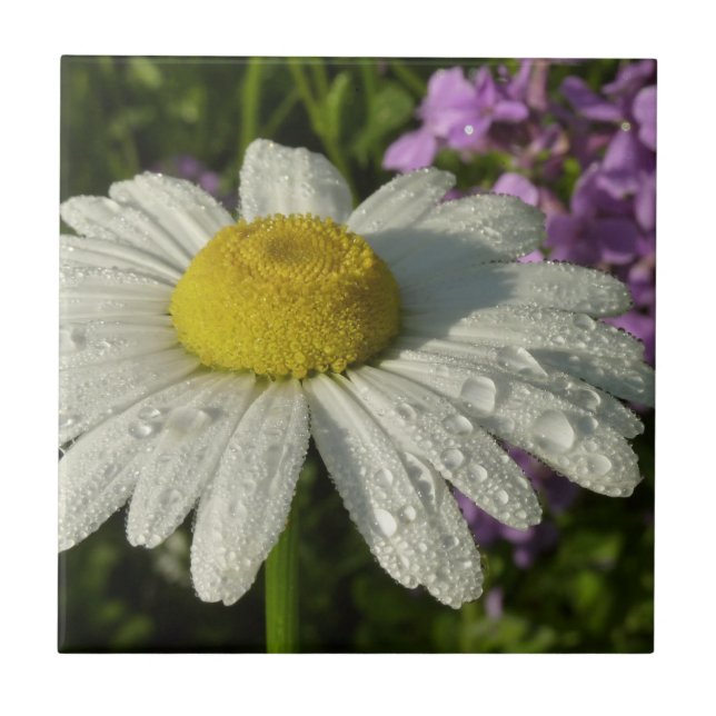 Daisy und Summer Lilac Wildblume Fliese (Vorderseite)