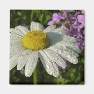 Daisy und Summer Lilac Wildblume Magnet