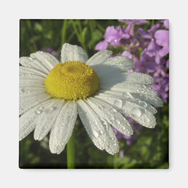 Daisy und Summer Lilac Wildblume Magnet (Vorne)