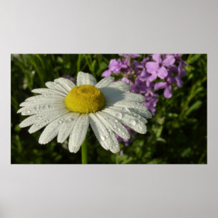Daisy und Summer Lilac Wildblume Poster