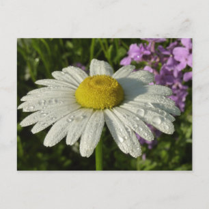 Daisy und Summer Lilac Wildblume Postkarte