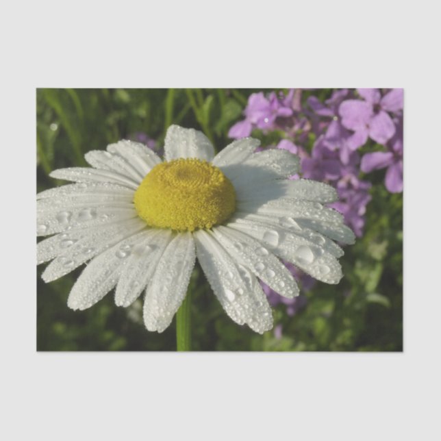 Daisy und Summer Lilac Wildblume Seidenpapier (Vorderseite)