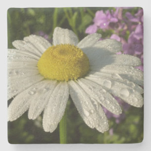 Daisy und Summer Lilac Wildblume Steinuntersetzer