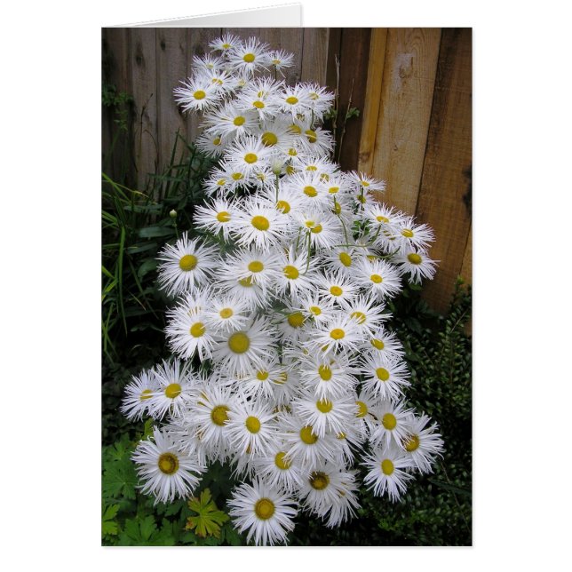 Daisy Waterfall (Vorne)