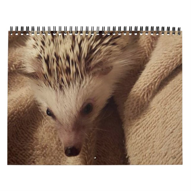 Dakota, Ding u. Freunde! Kalender (Titelbild)