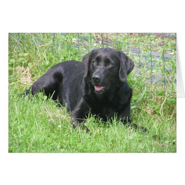 Dakota im Sun (Vorderseite (Horizontal))