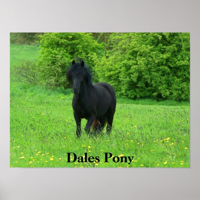 Dales Pony Poster (Vorne)