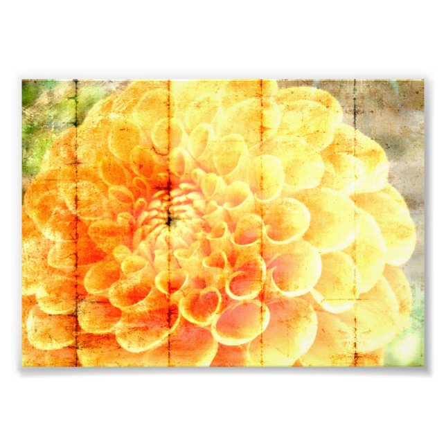 Dalie  fotodruck (Vorne)