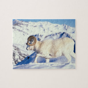 Dall-Schaf, Ovis dalli, Widder mit vollem Gehörn Puzzle