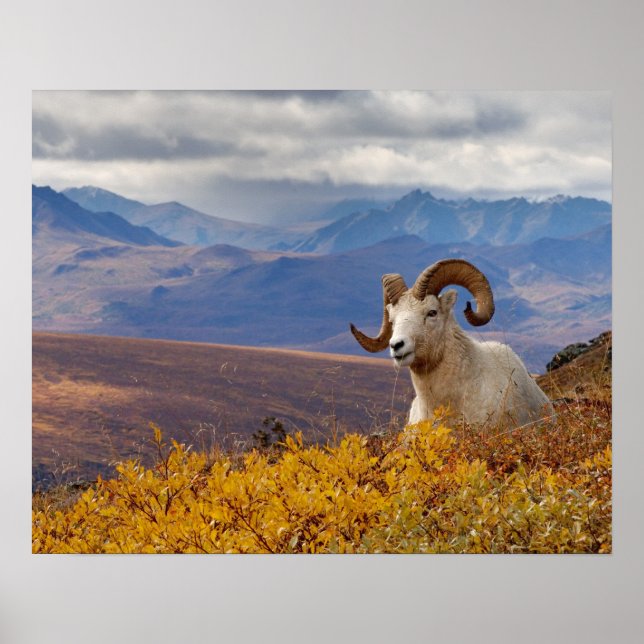 Dall-Schaf, Ovis dalli, Widder Poster (Vorne)