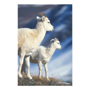 Dall-Schafe, Ovis dalli, Mutterschaf und Lamm Fotodruck