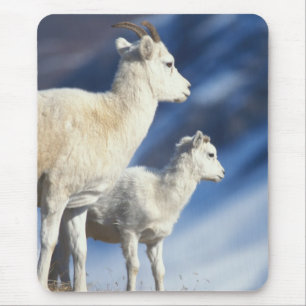 Dall-Schafe, Ovis dalli, Mutterschaf und Lamm Mousepad