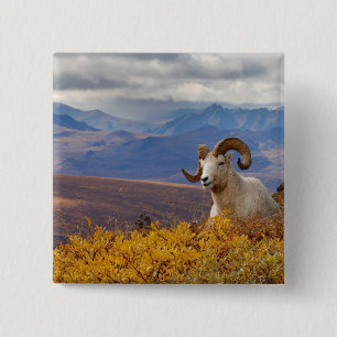 Dall Schafe, Ovis dalli, ram Button