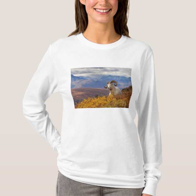 Dall Schafe, Ovis dalli, ram T-Shirt (Vorderseite)