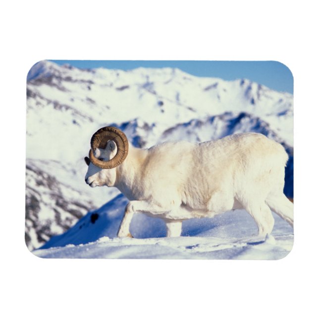 Dall Schafe, Ovis dalli, vollständiger ram Magnet (Horizontal)