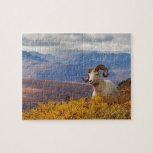 Dall-Schafe, Ovis dalli, Widder Puzzle
