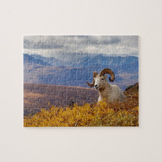 Dall-Schafe, Ovis dalli, Widder Puzzle (Horizontal)