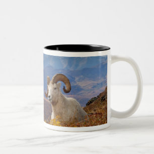 Dall-Schafe, Ovis dalli, Widder Zweifarbige Tasse
