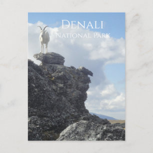 Dall Sheep Atop Mount Wright, Denali NP, Alaska Postkarte