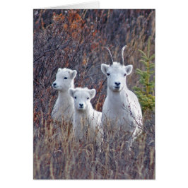 Dall Sheep Ewe mit ihren Lämmern in Denali NP