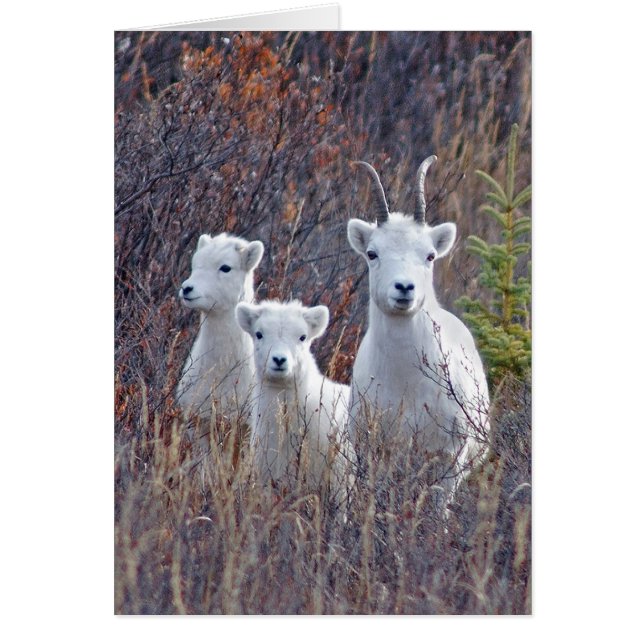 Dall Sheep Ewe mit ihren Lämmern in Denali NP (Vorne)