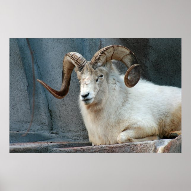 Dall Sheep Poster (Vorne)