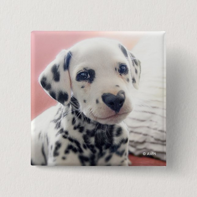 Dalmatian Heart Nose Button (Vorderseite)