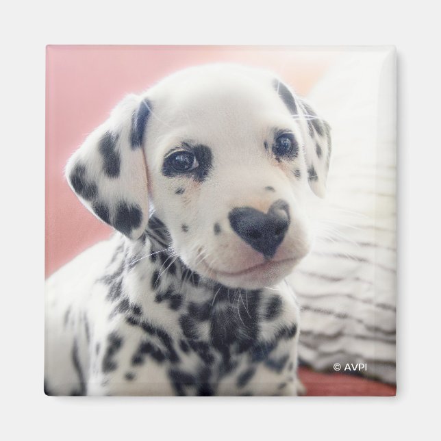 Dalmatian Heart Nose Magnet (Vorne)