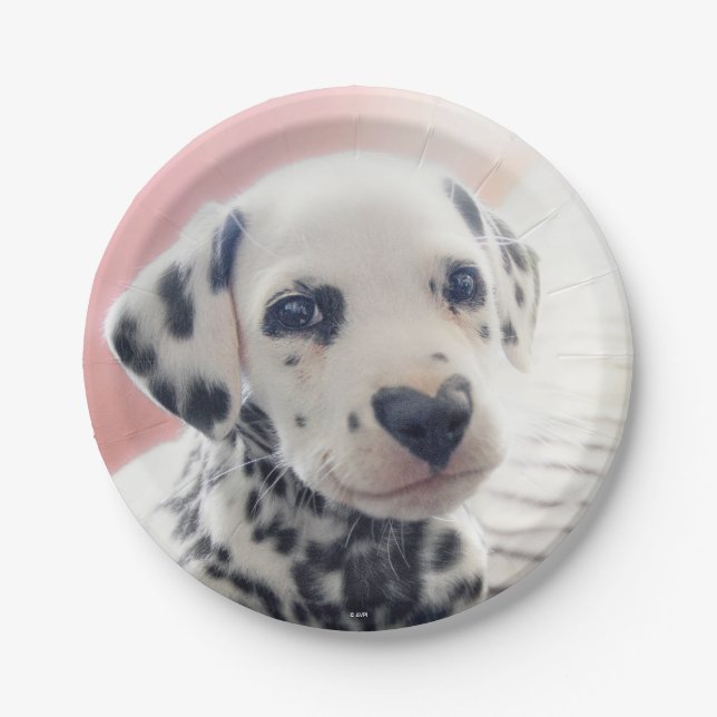 Dalmatian Heart Nose Pappteller (Vorderseite)