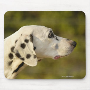 Dalmatiner 4 mousepad