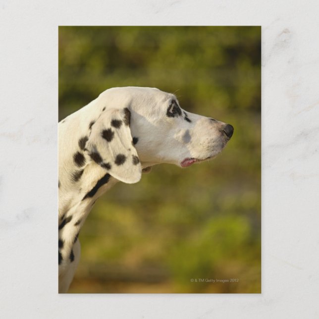 DALMATINER 4 POSTKARTE (Vorderseite)