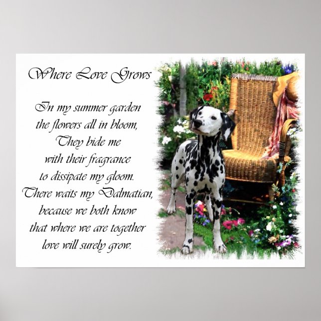 Dalmatiner Art Print Poster (Vorne)