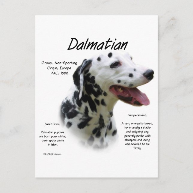 Dalmatiner (blk) Historie Design Postkarte (Vorderseite)