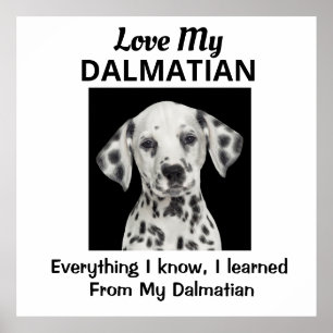 Dalmatiner Custom Poster
