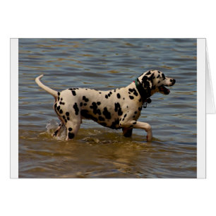 Dalmatiner Dog