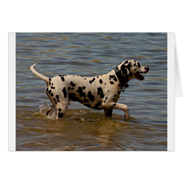 Dalmatiner Dog (Vorderseite (Horizontal))