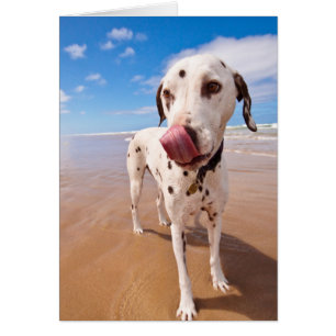 Dalmatiner Dog on Beach