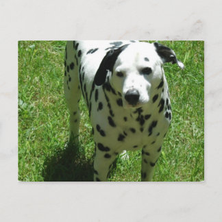 Dalmatiner Foto Postkarte